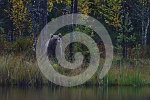 Wildflife photo of large brown bear