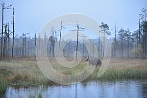 Wildflife photo of large brown bear