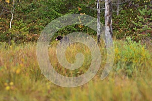 Wildflife photo of large brown bear