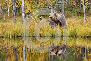 Wildflife photo of large brown bear