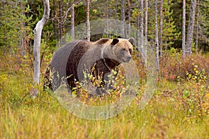 Wildflife photo of large brown bear