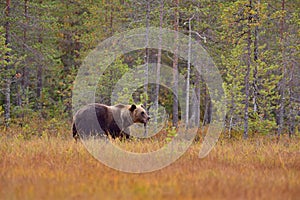 Wildflife photo of large brown bear