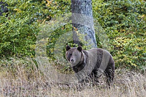Wildflife photo of large brown bear in his natural environment in Transilvania in autumn forest photo