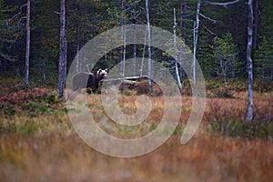 Wildflife photo of large brown bear Ursus arctos