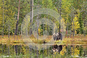 Wildflife photo of large brown bear Ursus arctos