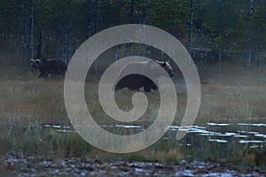 Wildflife photo of large brown bear Ursus arctos