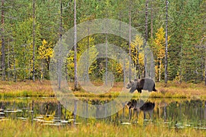 Wildflife photo of large brown bear Ursus arctos