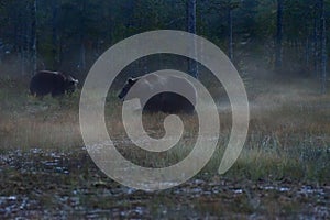 Wildflife photo of large brown bears Ursus arctos