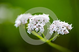 Wildflower as background, green background