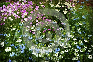 Wildflower Background