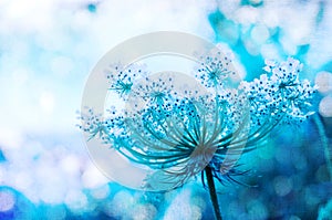 Wildflower background