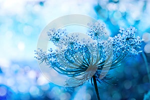 Wildflower background