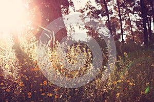 Wildflower background. Instagram effect photo