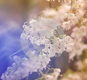 Wildflower background