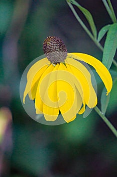 Wildflower Black-eyed Susan, Rudbeckia hirta