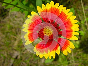 Wildflower Blanket Flower