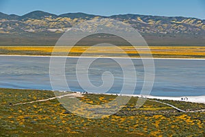 Wildflower bloom at Carrizo Plain National Monument photo