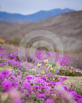 Wildflower bloom including primrose , Desert Verbena in Anza Borrego desert state park