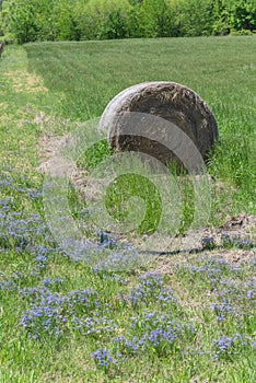 Wildflower blooming and bale hay at local farm in rural Texas