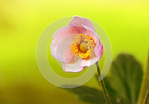 Wildflower blossom in the field, closeup photo