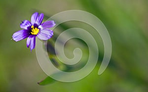 Wildflower Blue-eyed Grass, Sisyrinchium bellum