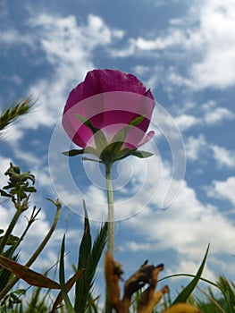 Wildflower and Blue Sky