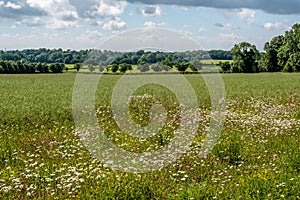 Wildflower border around a field in the Lincolnshire Wolds.