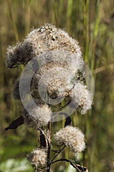 Wildflower Camphorweed Fuzzy Seedheads