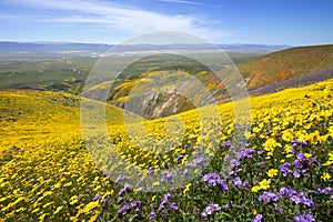 Wildflower in Carrizo Plain National Monument