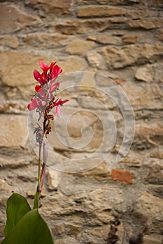 Wildflower castilleja against an old brick construction
