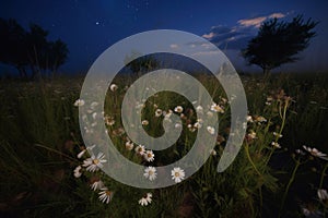 Wildflower chamomile field with evening dark sky. Generate ai