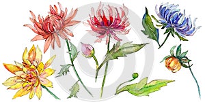 Wildflower chrysantemum flower in a watercolor style isolated. photo