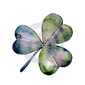 Wildflower clover. Floral botanical flower. Wild spring leaf wildflower isolated.