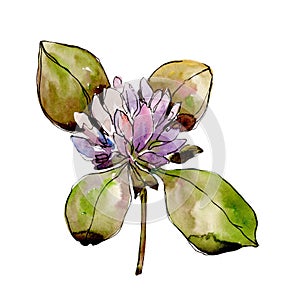 Wildflower clover. Floral botanical flower. Wild spring leaf wildflower isolated.