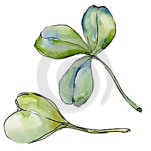 Wildflower clover flower in a watercolor style isolated.