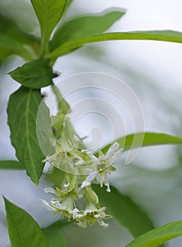 Wildflower, Cowichan Valley, Vancouver Island, British Columbia