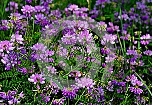 Wildflower - Crownvetch- Coronilla varia in Central Wisconsin, USA