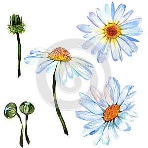 Wildflower daisy flower in a watercolor style isolated.