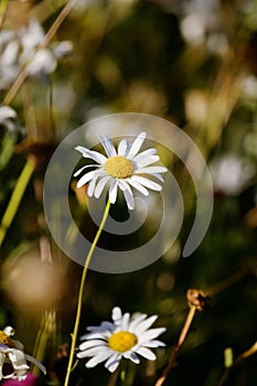 A wildflower daisy in a meadow