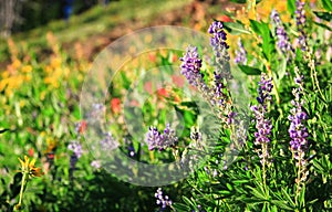 Wildflower Displays in the Wallowa Mountains, Oregon, USA photo