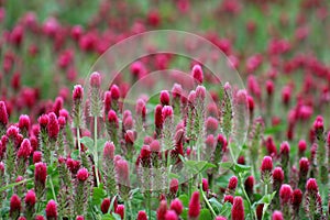 Wildflower field