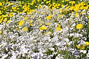 Wildflower field with dandelions and cuckooflowers