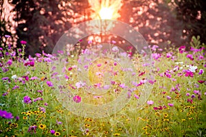 Wildflower Field at Sunset