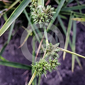 wildflower grass plant cyperus javanicus