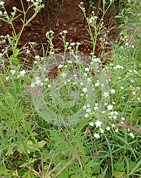 Wildflower grass soil