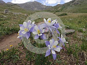 Wildflower on Handies Peak photo