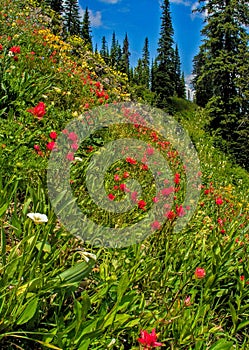 Wildflower Heaven