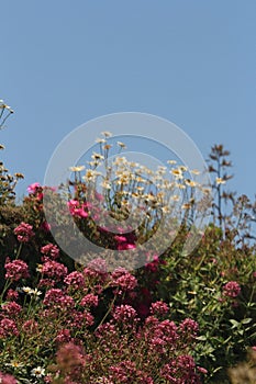 Wildflower hedgerow portrait shape with blue sky top half background