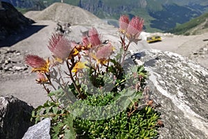 Wildflower at high elevation in the Alps