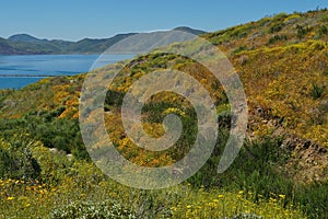 Wildflower Hillside Overlooking Diamond Valley Lake